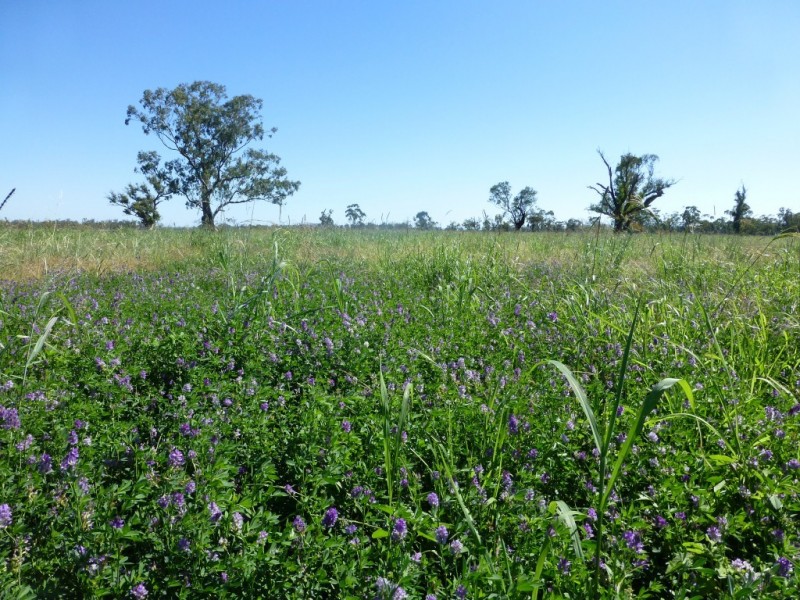 Caroona NSW 2343