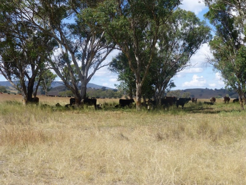 2141 Burindi Road- ‘Riverbend’, Barraba NSW 2347