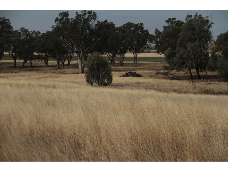 1435 Rushes Creek Road- ‘Armani’, Manilla NSW 2346