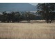 1435 Rushes Creek Road- ‘Armani’, Manilla NSW 2346