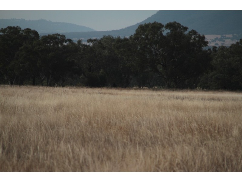 1435 Rushes Creek Road- ‘Armani’, Manilla NSW 2346