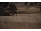 1435 Rushes Creek Road- ‘Armani’, Manilla NSW 2346