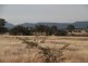 1435 Rushes Creek Road- ‘Armani’, Manilla NSW 2346
