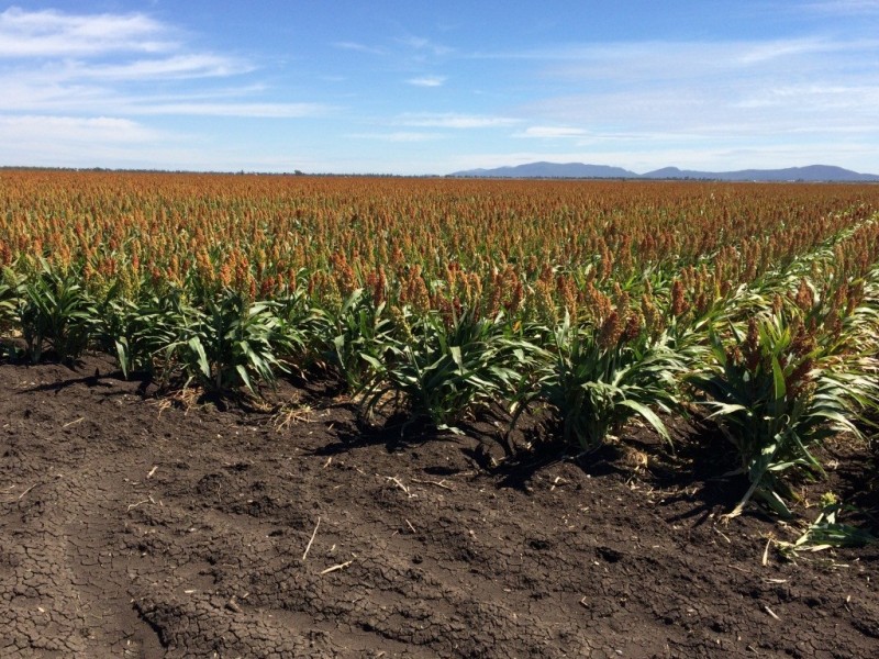 903 Norman’s Road, Carroll NSW 2340