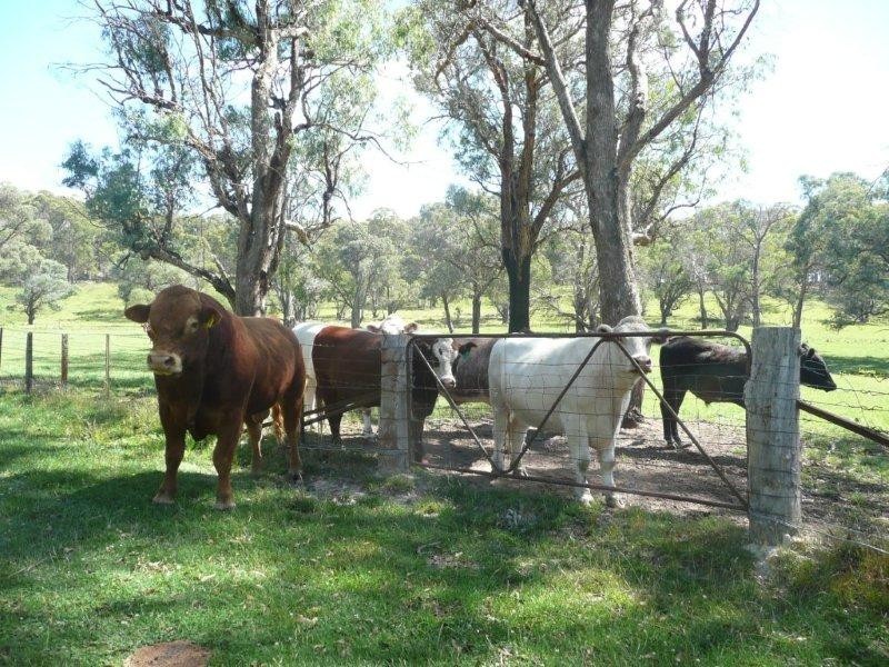 19 Niangala Road, Niangala NSW 2354