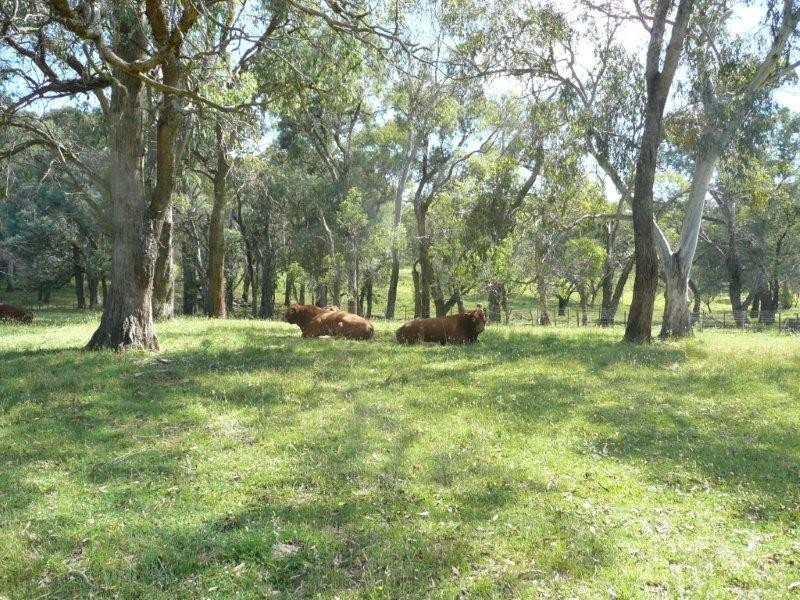 19 Niangala Road, Niangala NSW 2354