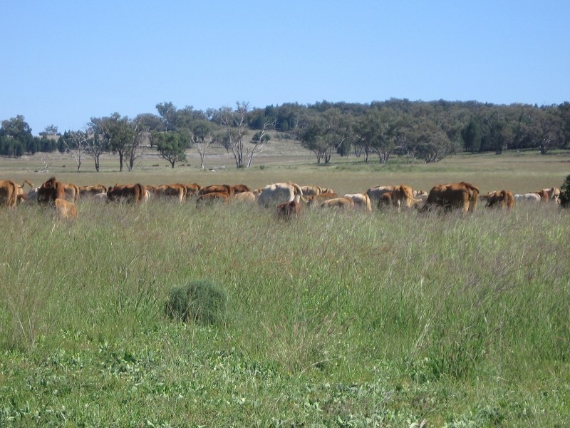 Bundulla Grandchester Road, Mendooran NSW 2842