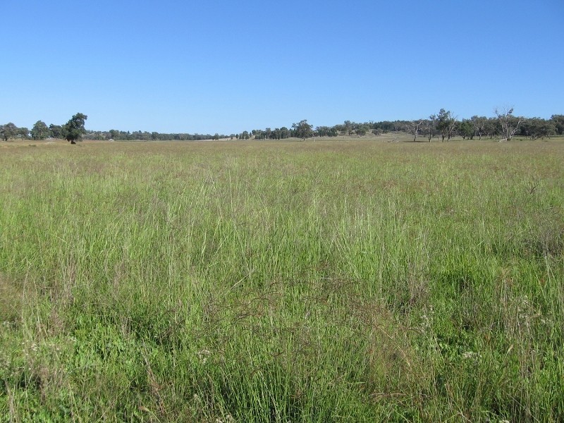 Bundulla Grandchester Road, Mendooran NSW 2842