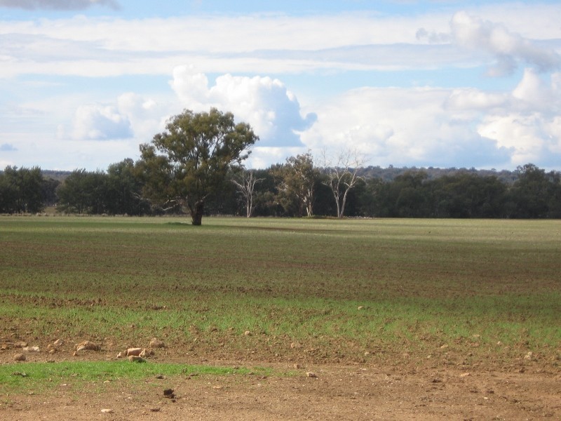 Bundulla Grandchester Road, Mendooran NSW 2842