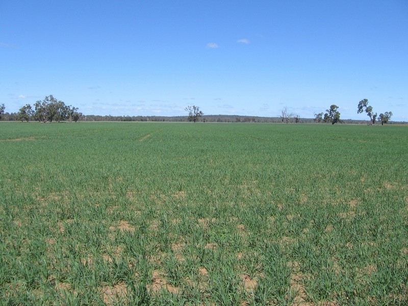 Bundulla Grandchester Road, Mendooran NSW 2842