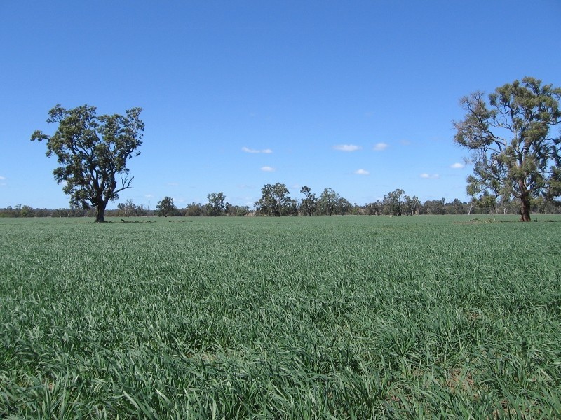 Bundulla Grandchester Road, Mendooran NSW 2842