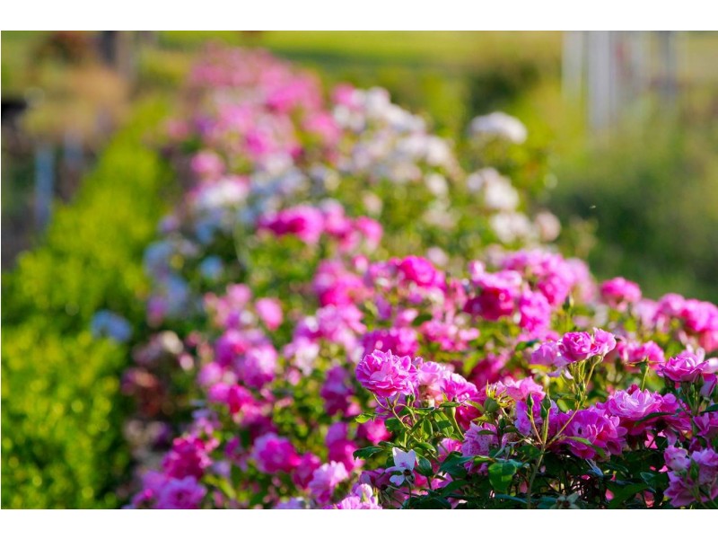 70 Peak Drive, Tamworth NSW 2340