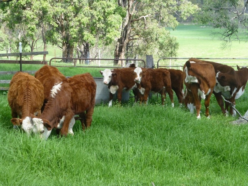 2113 Watsons Creek Road, Watsons Creek NSW 2355