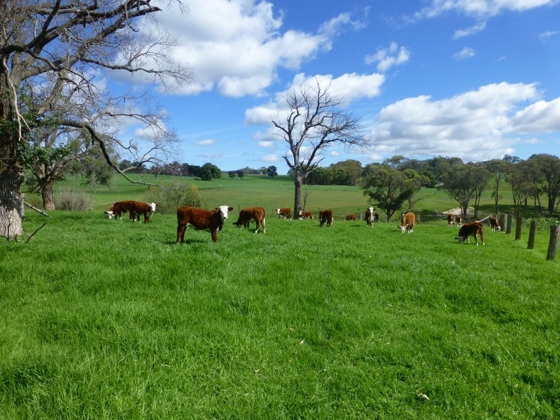 2113 Watsons Creek Road, Watsons Creek NSW 2355