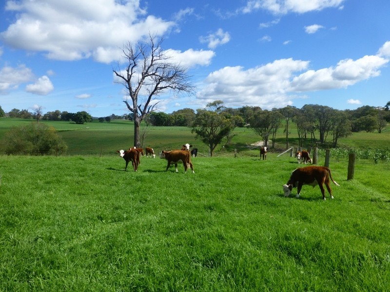 2113 Watsons Creek Road, Watsons Creek NSW 2355