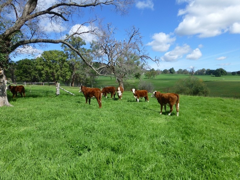 2113 Watsons Creek Road, Watsons Creek NSW 2355