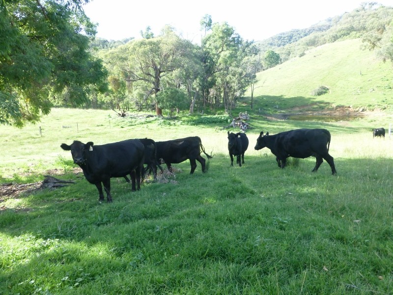 Silver Springs Danglemah Road, Woolbrook NSW 2354