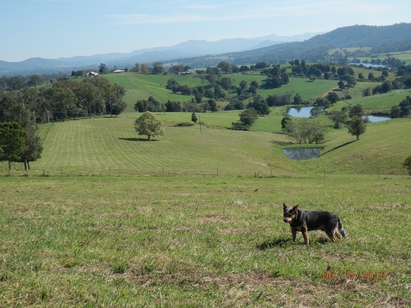 78 Jonela Road, Mondrook NSW 2430