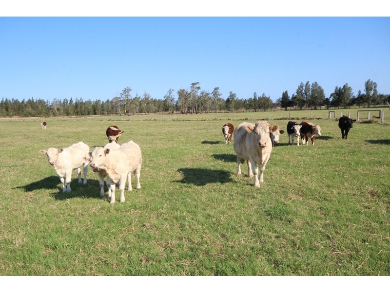 15 Old Bridge Road, Jones Island NSW 2430