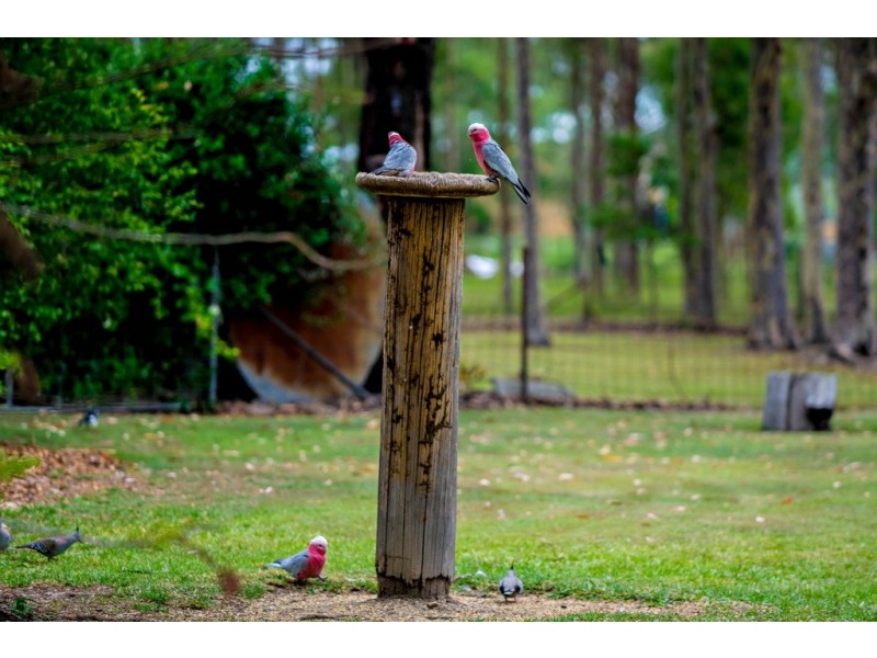 6430 Bucketts Way, Tinonee NSW 2430