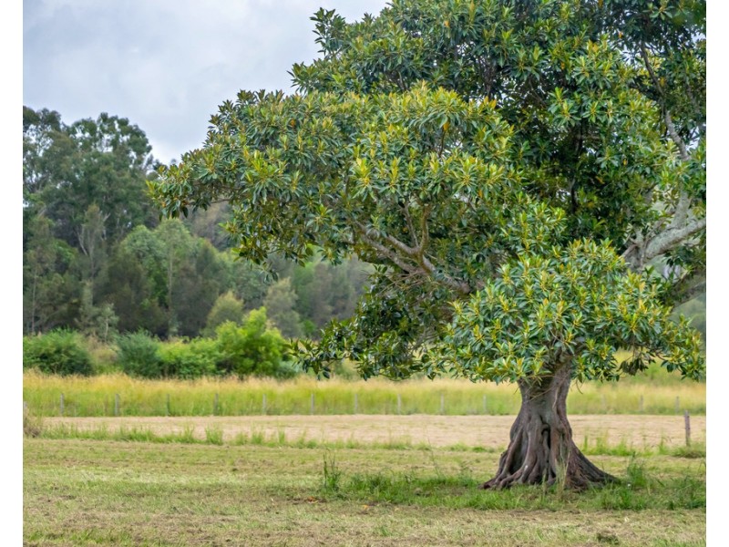 19481 Pacific Highway, Moorland NSW 2443