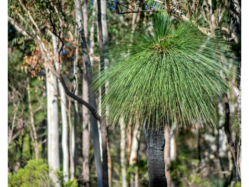 920 Cedar Party Road, Cedar Party NSW 2429