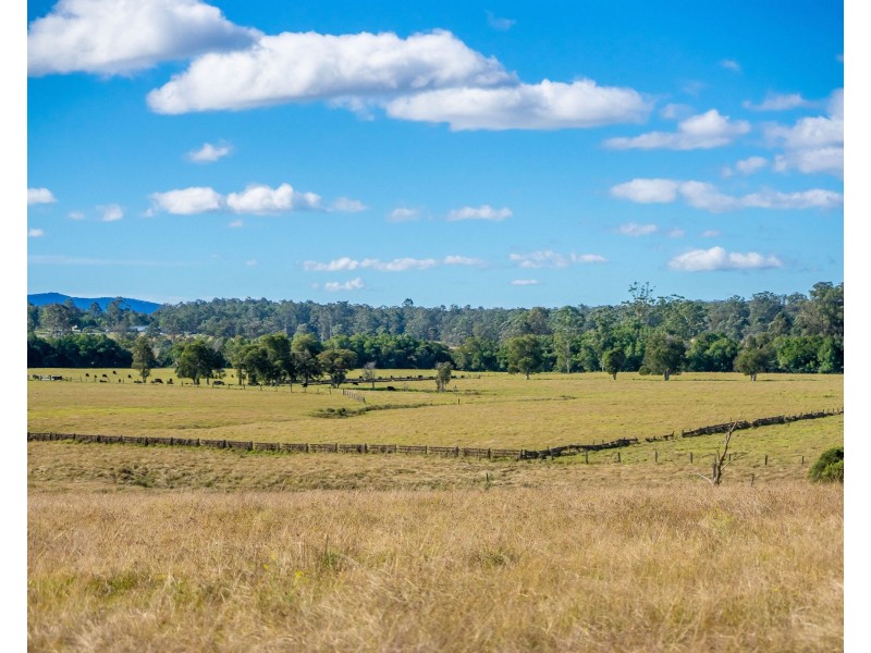 Cedar Party NSW 2429