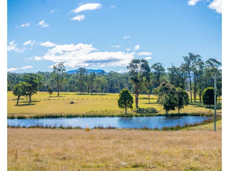 Cedar Party NSW 2429