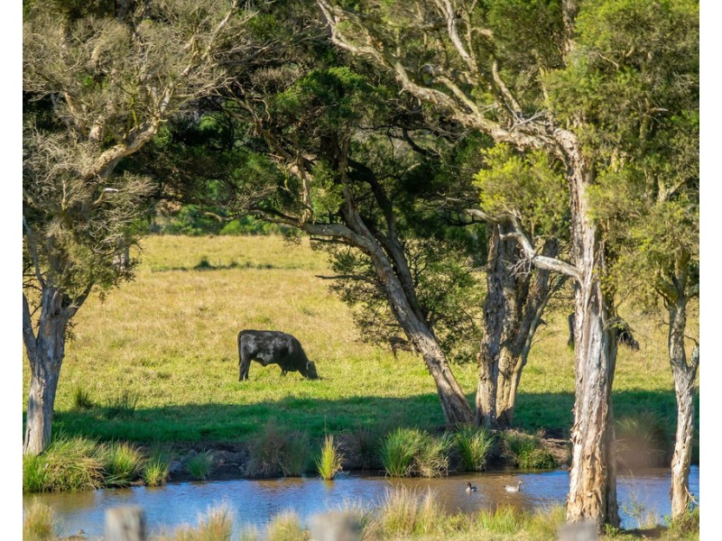 Cedar Party NSW 2429