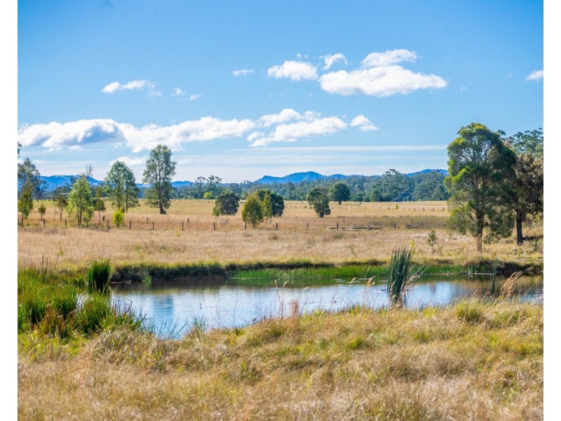 Cedar Party NSW 2429