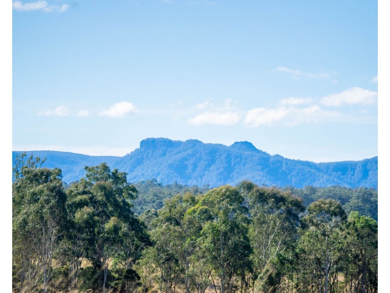 Cedar Party NSW 2429