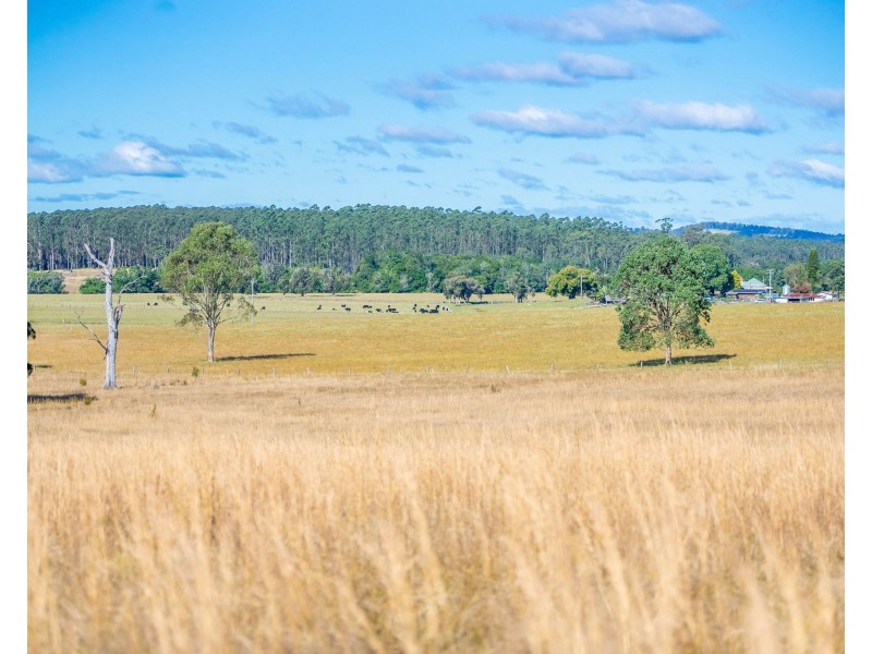 Cedar Party NSW 2429