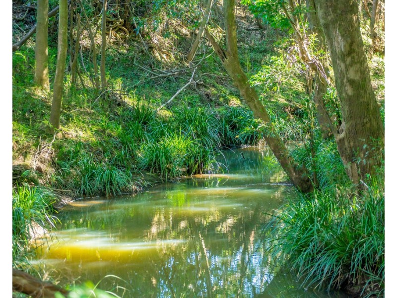 Cedar Party NSW 2429