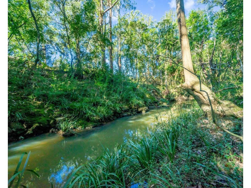 Cedar Party NSW 2429