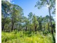 Cedar Party NSW 2429