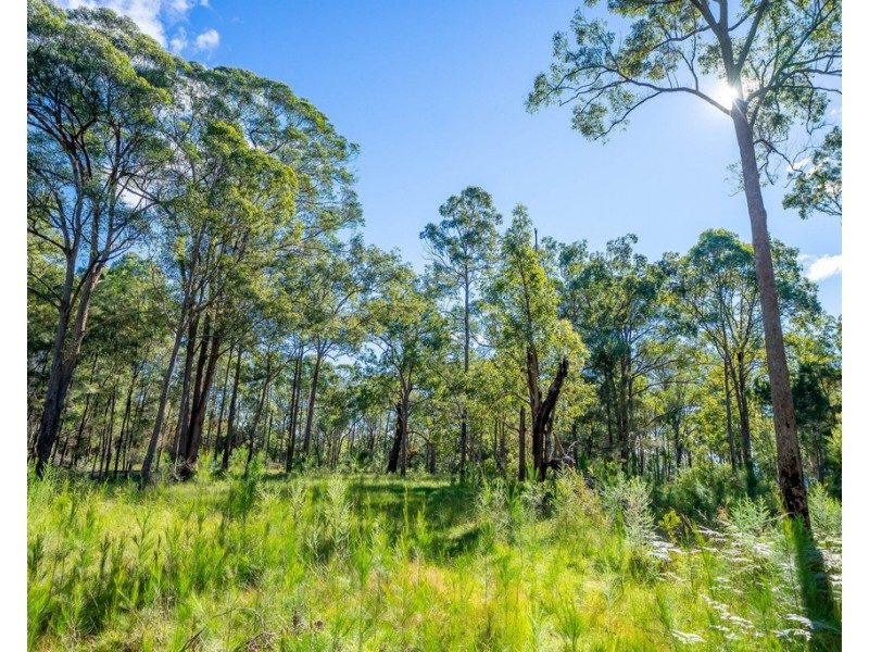 Cedar Party NSW 2429