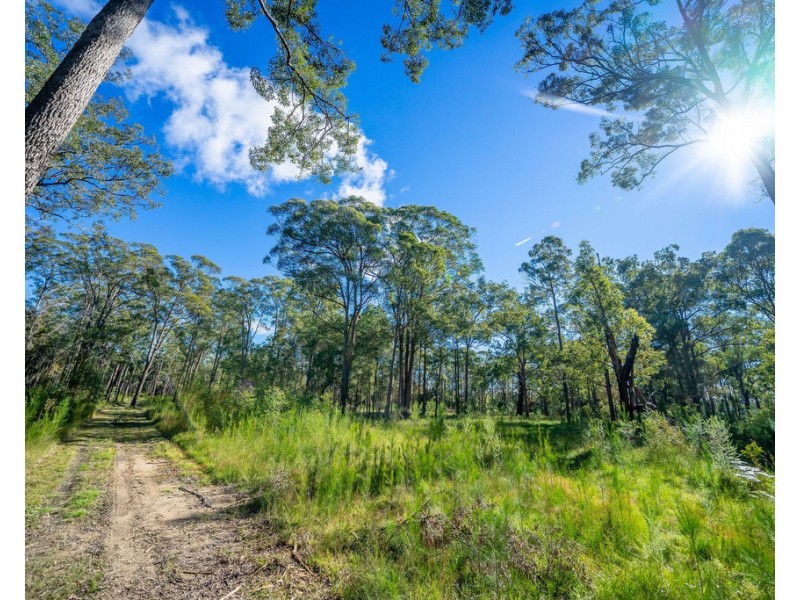 Cedar Party NSW 2429