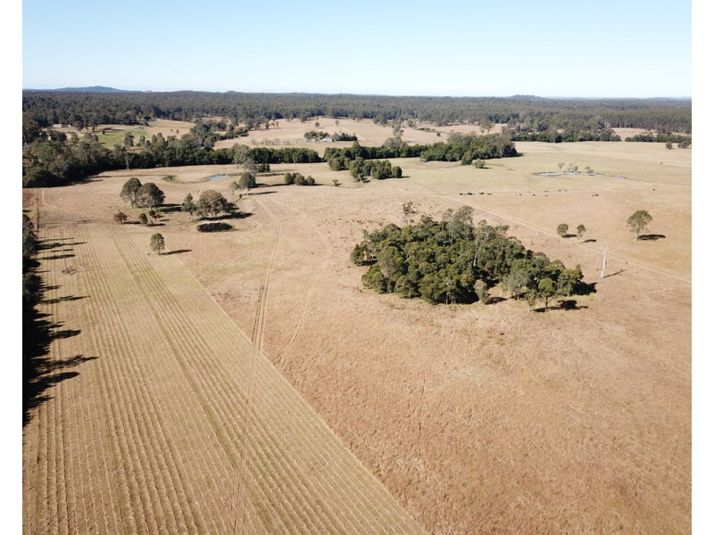 Cedar Party NSW 2429