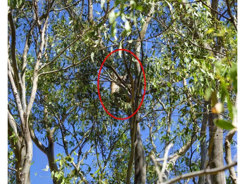 450 Bootawa Road, Bootawa NSW 2430