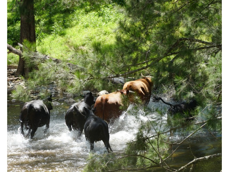 Cooplacurripa NSW 2424