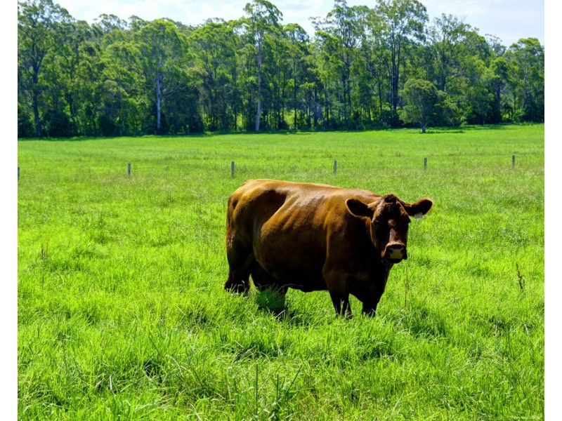 320 Warrens Lane, Lansdowne NSW 2430