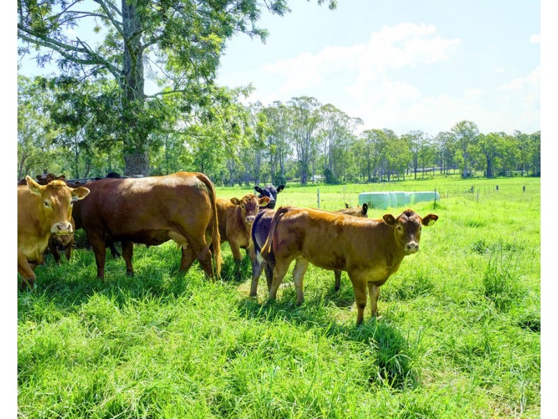 320 Warrens Lane, Lansdowne NSW 2430