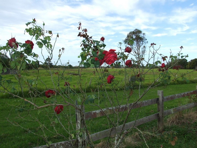 Jones Island NSW 2430