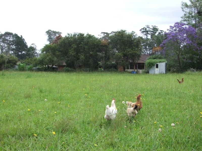 Cedar Party NSW 2429