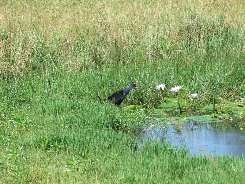 628 Tinonee Road, Mondrook NSW 2430