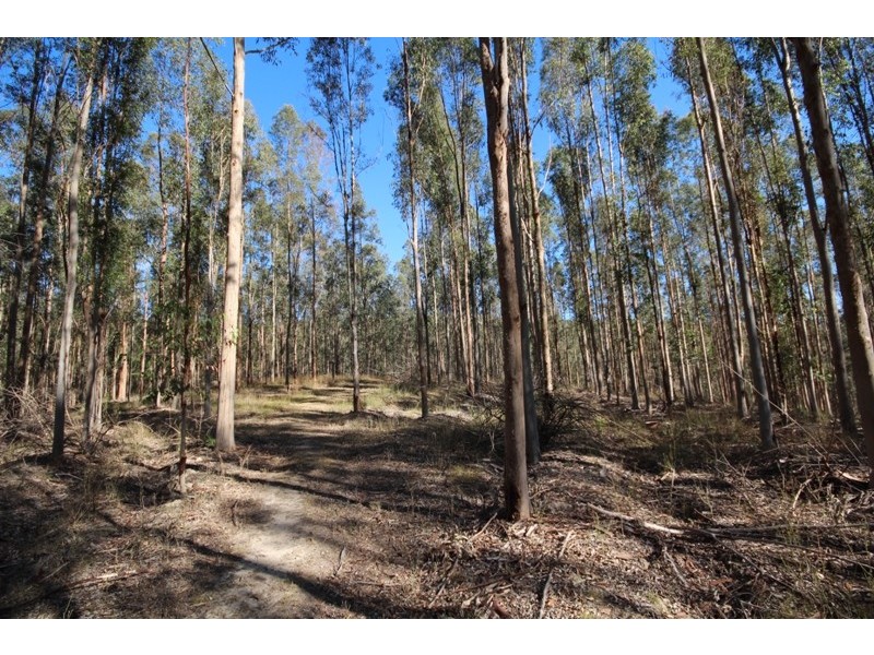 Lots 48 and 129 Nowendoc Road, Caffreys Flat NSW 2424