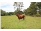 148 Mimi Creek Road, Nabiac NSW 2312