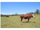 361 Gloucester Road, Burrell Creek NSW 2429