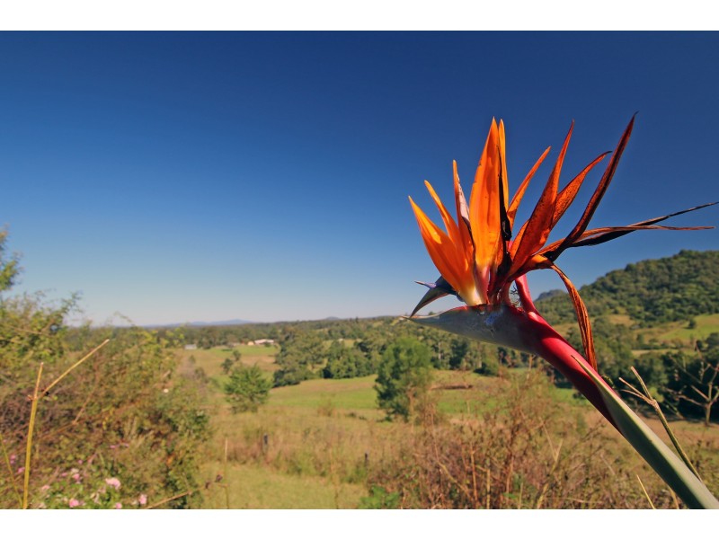 12 Cicolini Close, Upper Lansdowne NSW 2430