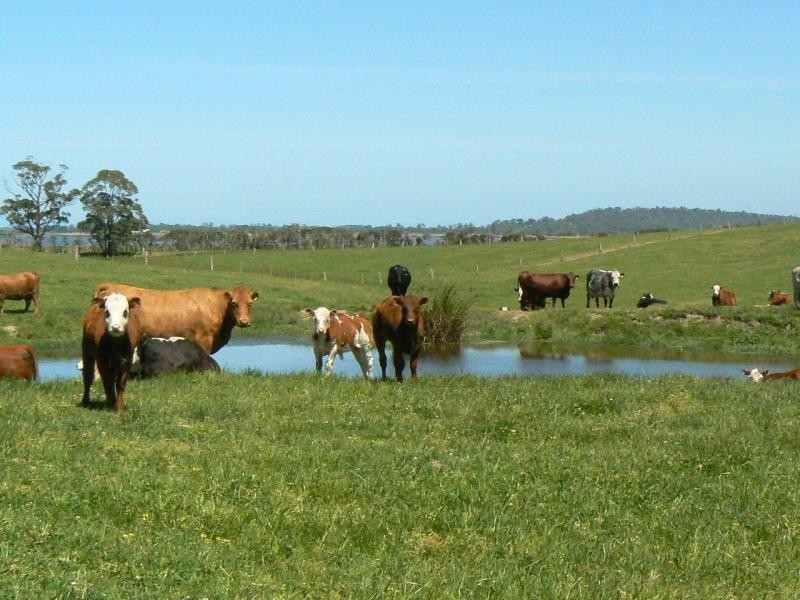 0 TABBARA ROAD, BRODRIBB, Orbost VIC 3888